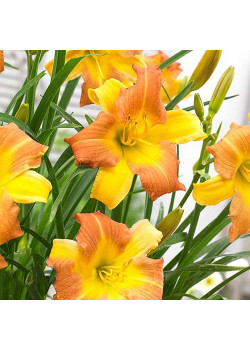 Лилейник Панч Йеллоу