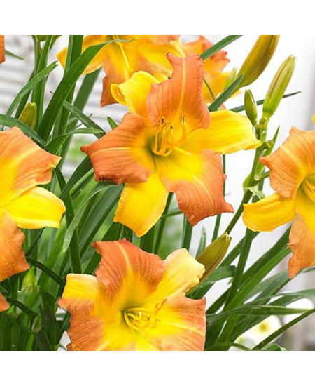 Лилейник Панч Йеллоу Лилейник Панч Йеллоу