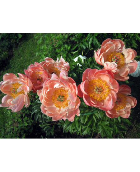 Пион Корал суприм Пион Корал суприм