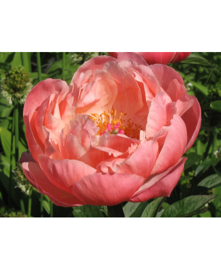 Пион Корал суприм Пион Корал суприм