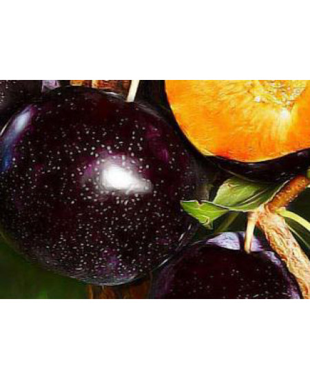 Слива-алыча Анжелино Слива-алыча Анжелино