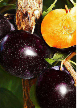 Слива-алыча Анжелино