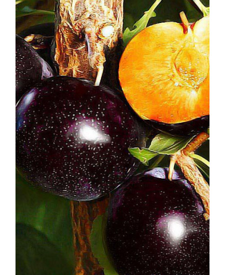 Слива-алыча Анжелино Слива-алыча Анжелино