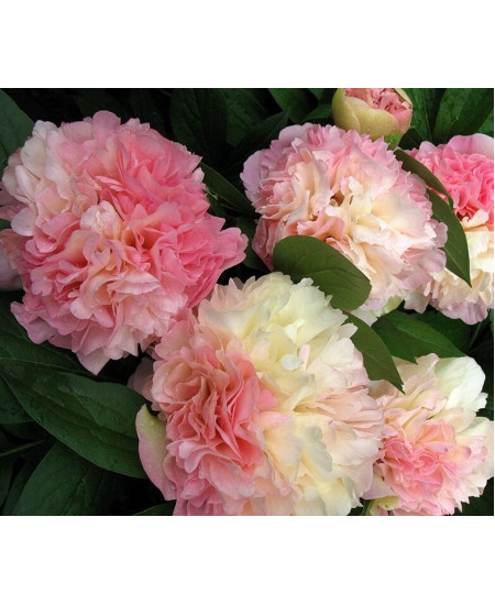 Пион Чойс Лойс Пион Чойс Лойс