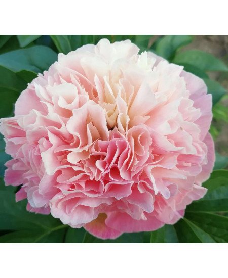 Пион Чойс Лойс Пион Чойс Лойс