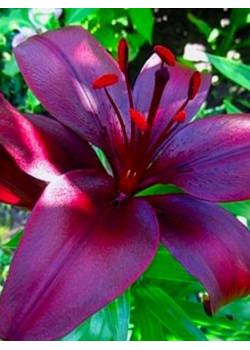 Лилия "Dimention" 3шт в упаковке