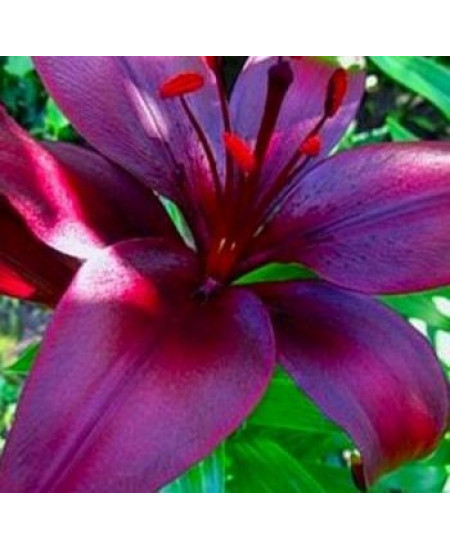 Лилия "Dimention" 3шт в упаковке Лилия "Dimention" 3шт в упаковке