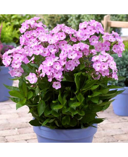 Флокс Свит Дримс Флокс Свит Дримс