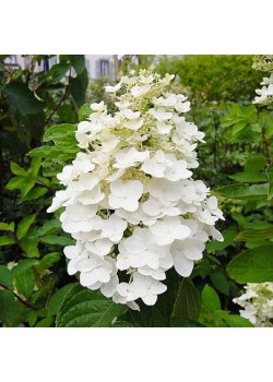 ГОРТЕНЗИЯ МЕТЕЛЬЧАТАЯ УНИКАЛЬНАЯ