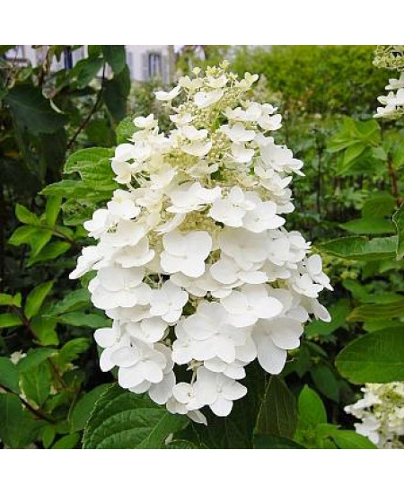 ГОРТЕНЗИЯ МЕТЕЛЬЧАТАЯ УНИКАЛЬНАЯ ГОРТЕНЗИЯ МЕТЕЛЬЧАТАЯ УНИКАЛЬНАЯ