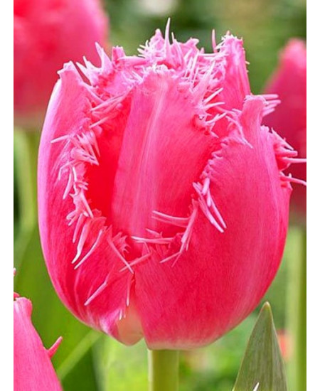 Тюльпан бахромчатый "Кашарель" (Cacharel) 3шт в упаковке (размер 12\+) Тюльпан бахромчатый "Кашарель" (Cacharel) 3шт в упаковке (размер 12\+)