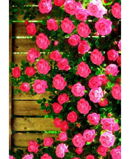 Роза плетистая Маэстро Роза плетистая Маэстро