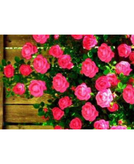 Роза плетистая Маэстро Роза плетистая Маэстро