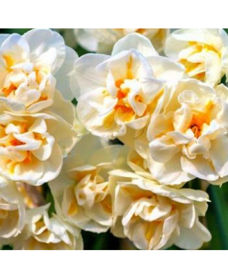 Нарцисс махровый "Сэр Уинстон Черчилль" (Sir Winston Churchill) 3шт в упаковке (размер 10\12) Нарцисс махровый "Сэр Уинстон Черчилль" (Sir Winston Churchill) 3шт в упаковке (размер 10\12)