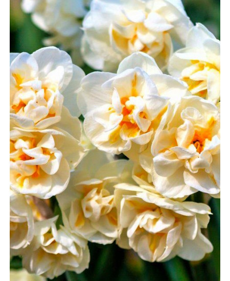 Нарцисс махровый "Сэр Уинстон Черчилль" (Sir Winston Churchill) 3шт в упаковке (размер 10\12) Нарцисс махровый "Сэр Уинстон Черчилль" (Sir Winston Churchill) 3шт в упаковке (размер 10\12)