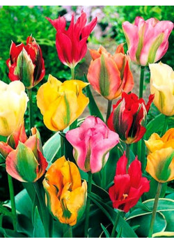 Тюльпан зеленоцветный "Микс" (Viridiflora mixture) 3шт в упаковке (размер 11\12)