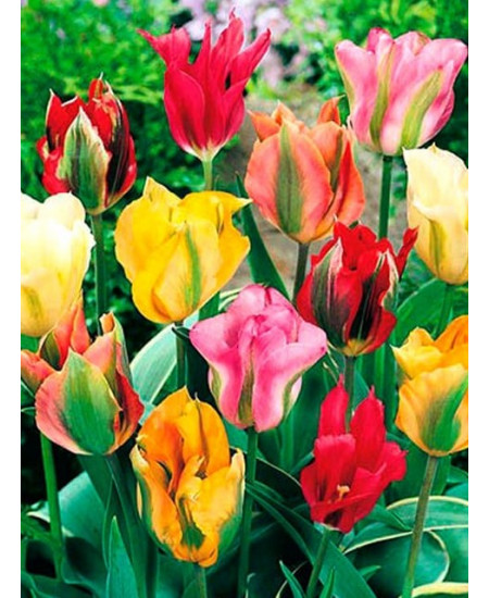 Тюльпан зеленоцветный "Микс" (Viridiflora mixture) 3шт в упаковке (размер 11\12) Тюльпан зеленоцветный "Микс" (Viridiflora mixture) 3шт в упаковке (размер 11\12)