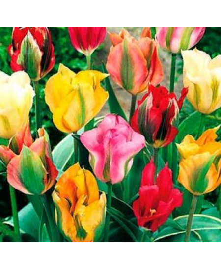 Тюльпан зеленоцветный "Микс" (Viridiflora mixture) 3шт в упаковке (размер 11\12) Тюльпан зеленоцветный "Микс" (Viridiflora mixture) 3шт в упаковке (размер 11\12)