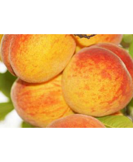 Персик Киевский Ранний Персик Киевский Ранний