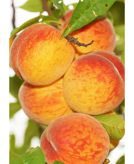 Персик Киевский Ранний Персик Киевский Ранний