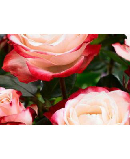 Роза чайно-гибридная Ностальгия Роза чайно-гибридная Ностальгия