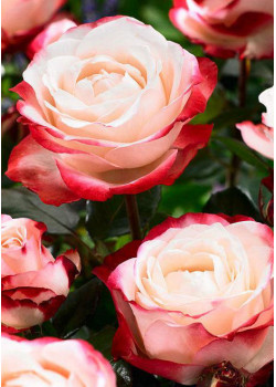 Роза чайно-гибридная Ностальгия