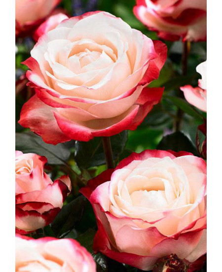 Роза чайно-гибридная Ностальгия Роза чайно-гибридная Ностальгия