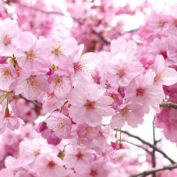 Декоративные саженцы