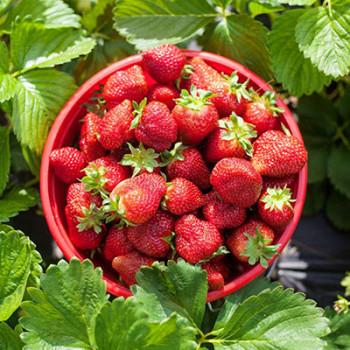 Саженцы Клубники