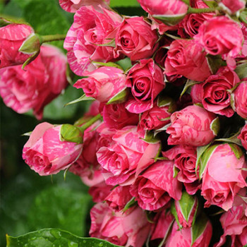 Саженцы роз