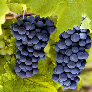 Саженцы Винограда