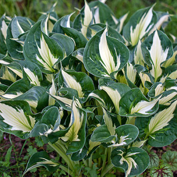 Многолетники